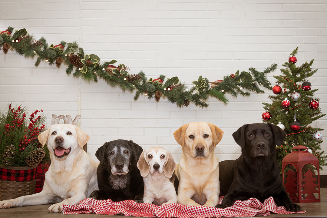 Keep the whole family safe this holiday by following a few helpful tips. Dogs from left: Rose, Relle, Drew, Marin and Ocean. Photo by Lianne Matieshin Photography (liannematieshinphotography.com). 
