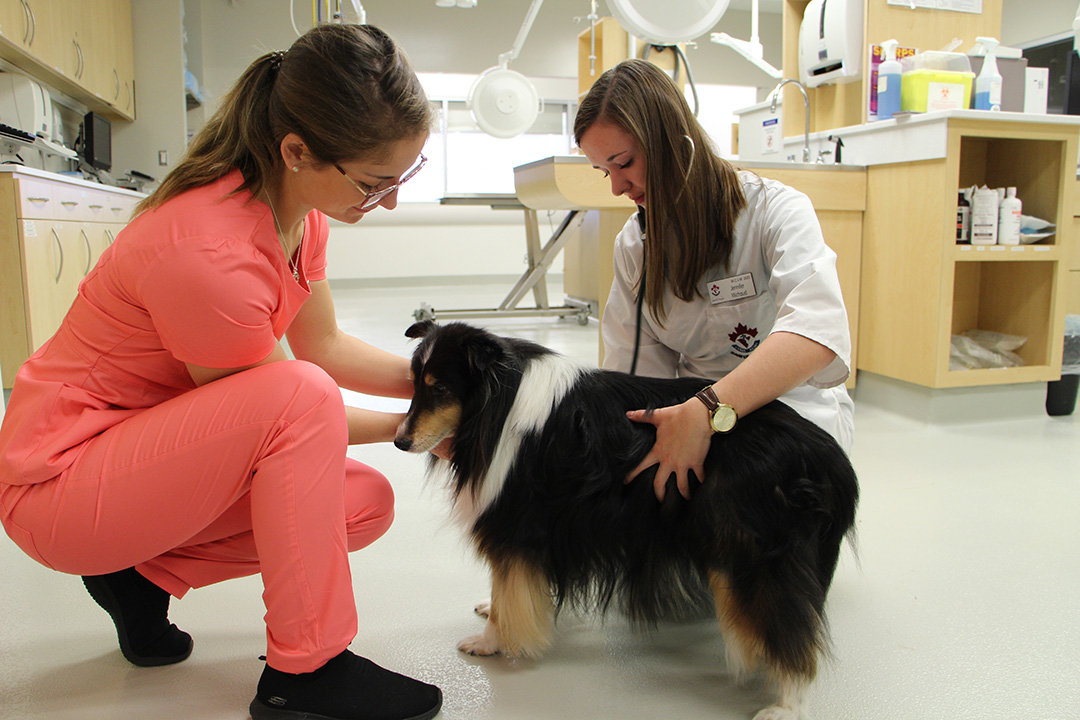 Ontario Veterinary College (OVC) student veterinarian Megan Wieser and Western College of Veterinary Medicine student veterinarian Jennifer Michaud during the primary care rotation at the Hill's Pet Nutrition Primary Healthcare Centre at the OVC.