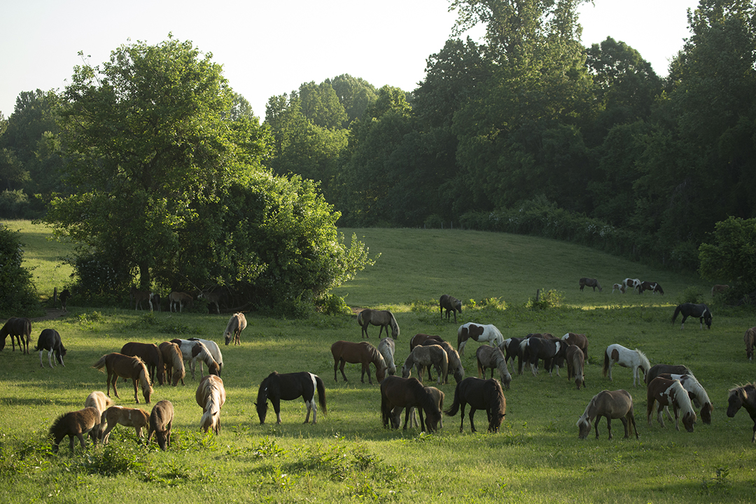 New Bolton Center’s semi-feral pony herd roam on 50 acres of pastureland in rural Pennsylvania. Supplied photo.