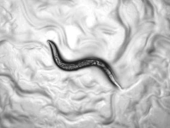  C. elegans have a lot more in common with humans and pets than garden-variety worms do. Photo: Sydney Murray.