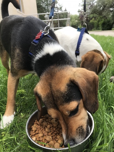 A couple of beagle chow down on kibble. Photo by Sydney Murray