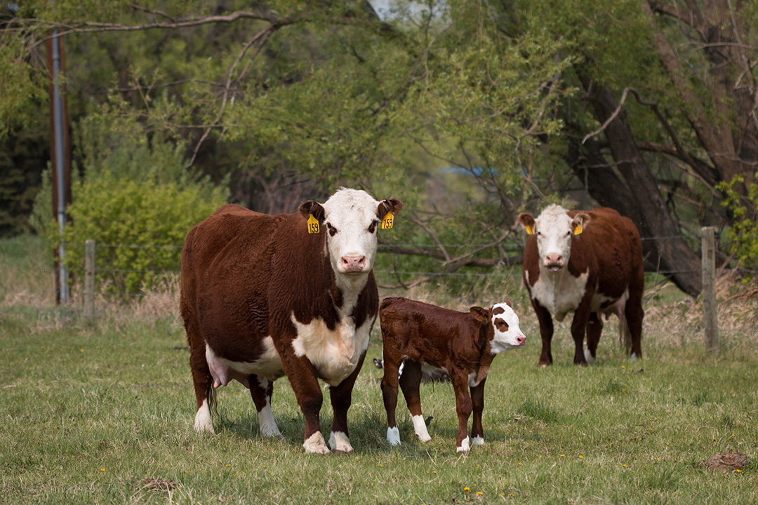 USask researchers are testing the effectiveness of letrozole as a fertility tool in beef cattle. Photo: Caitlin Taylor. 