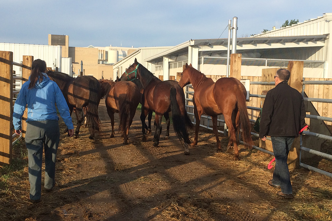 Members of the WCVM's research team bring in a group of mares participating in the G-CSF trials. Photo: Angèle Lalonde. 
