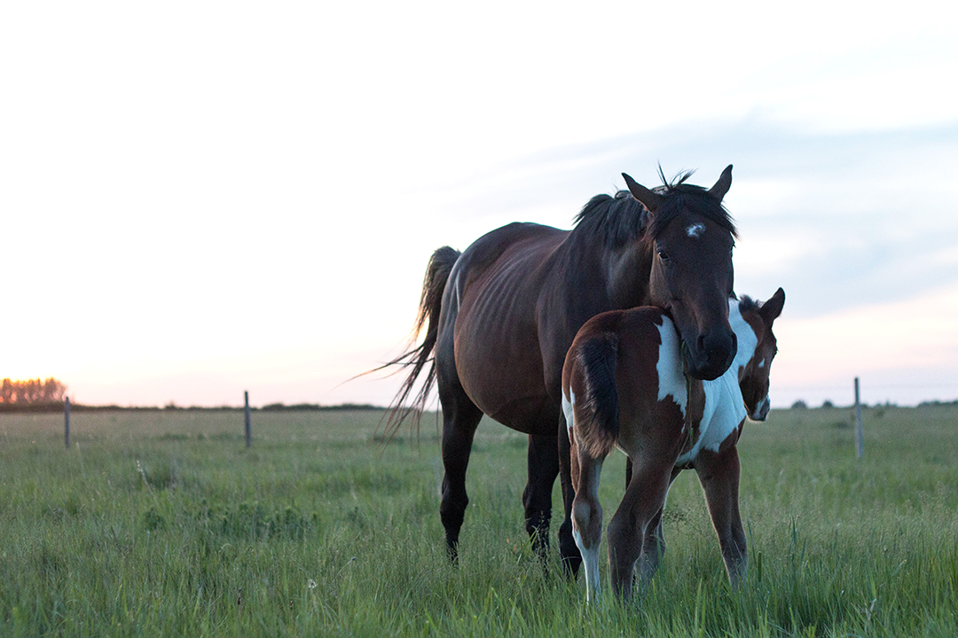 Granulocyte-colony stimulating factor (G-CSF) may be a viable option for reducing long-term uterine inflammation in susceptible mares. Photo: Caitlin Taylor. 