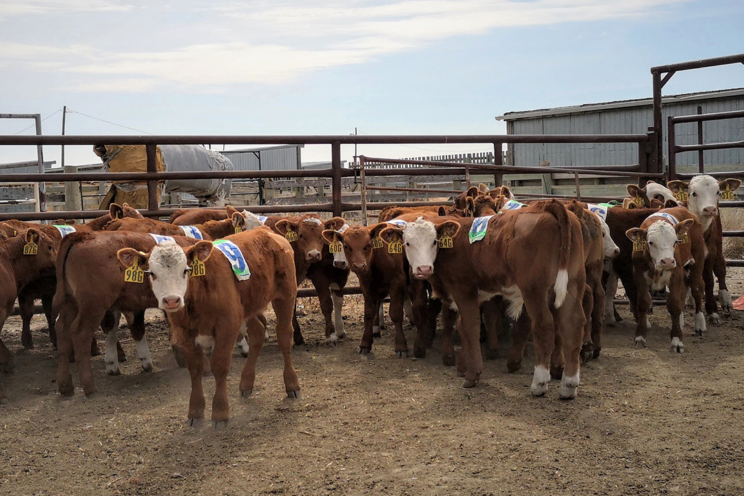 WCVM researchers are investigating whether the addition of lidocaine can help to reduce the pain that calves experience during castration. Photo: Amanda Loeffen. 