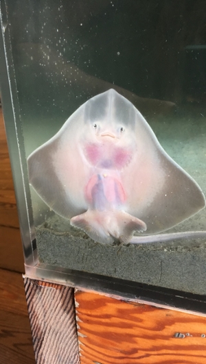 One of the newly hatched skates “smiles” at visitors to the Ucluelet Aquarium. Photo: Hannah Reid. 