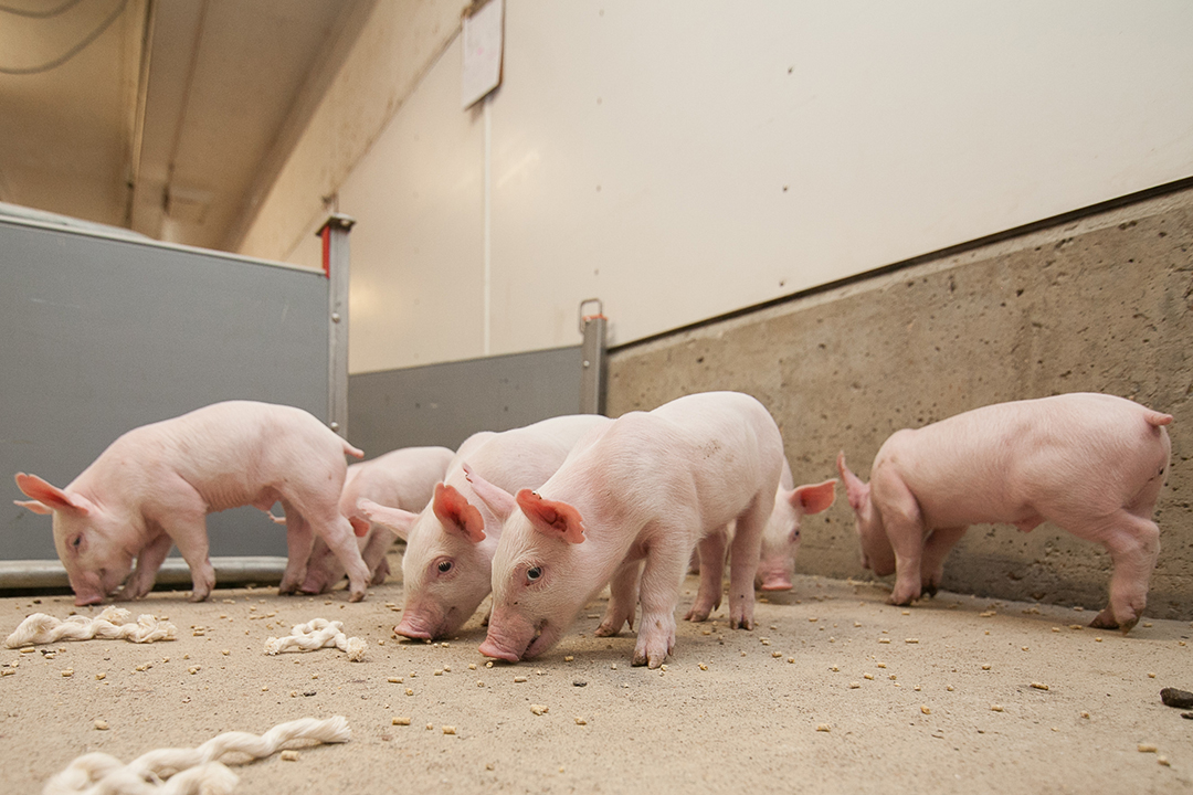 Piglets at the Prairie Swine Centre. Photo: Christina Weese. 