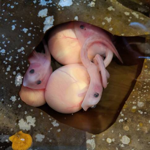 The three skate embryos and their yolk sacs inside their mermaid’s purse at the Ucluelet Aquarium. Aquarium staff built a window in the egg casing so visitors could follow their development. Photo: Hannah Reid.