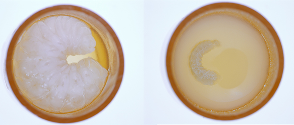 A healthy honey bee larva (left) that was not infected with EFB, in comparison to an EFB-infected larva (right). Note the diseased larva's brown discolouration and flatness of its body. 