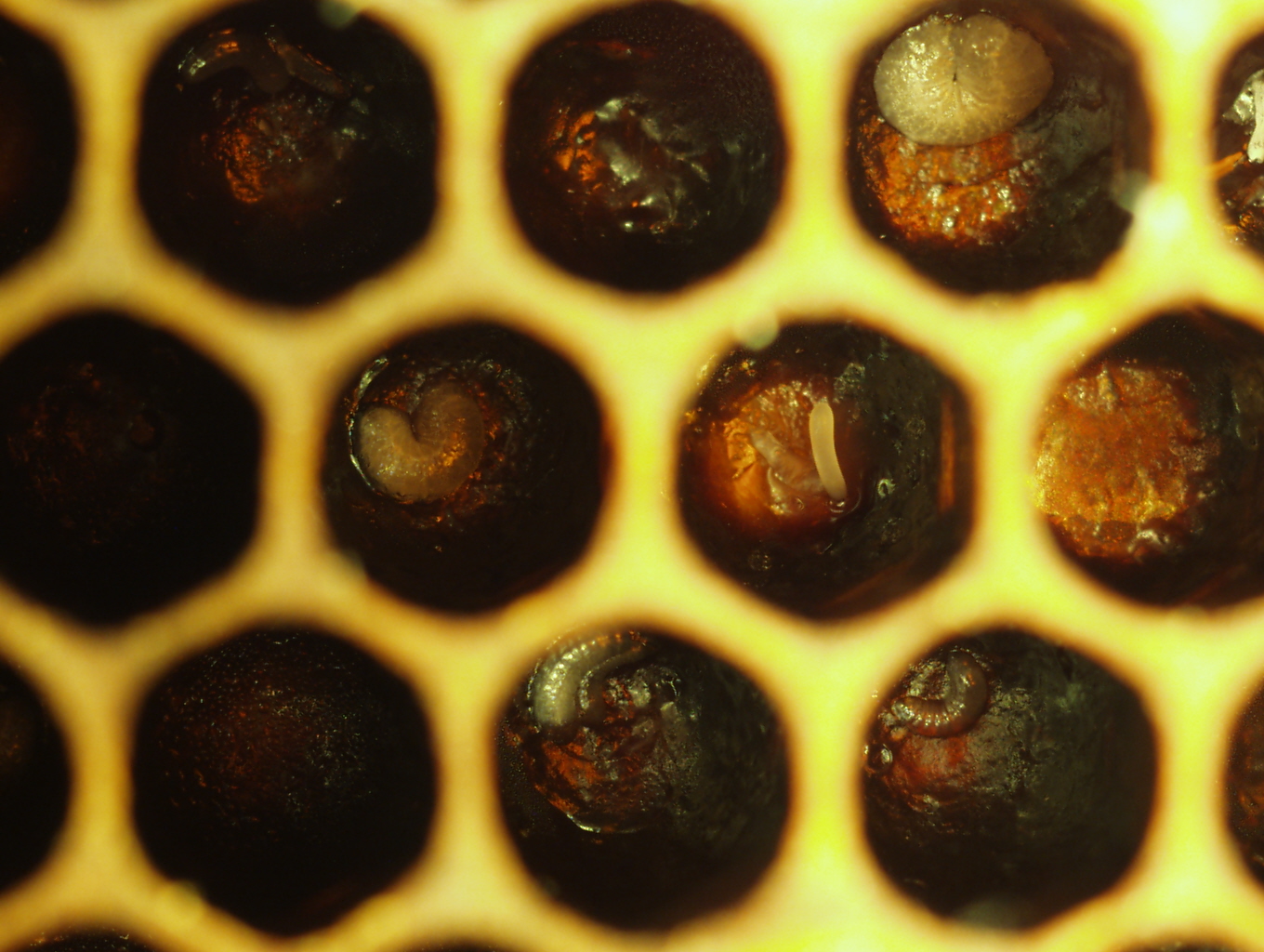 A hive frame showing potential signs of EFB (brown discolouration of the larvae). EFB frames also tend to show larvae in various stages of development within close proximity to each other. Photos: Jocelyne Chalifour.