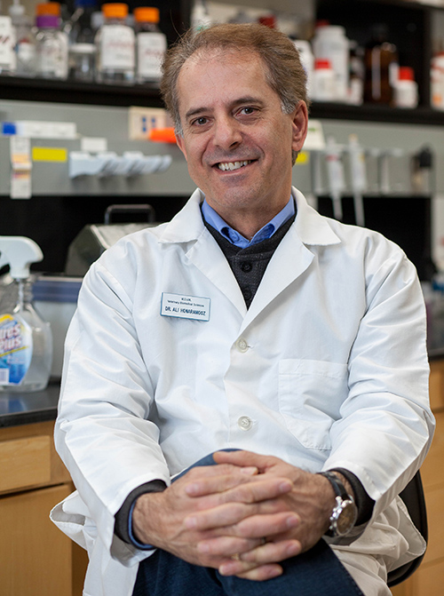 Dr. Ali Honaramooz, a professor and researcher in the Western College of Veterinary Medicine's Department of Veterinary Biomedical Sciences. Photo: Christina Weese. 