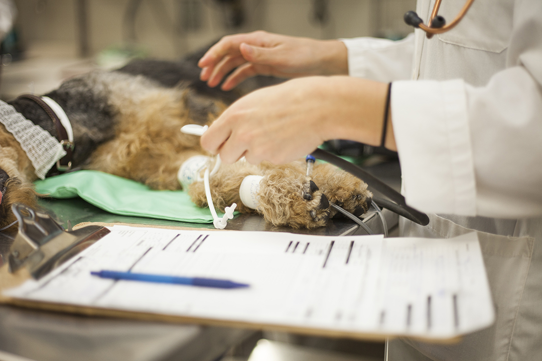The WCVM Veterinary Medical Centre has shifted to offering emergency and urgent care only during the COVID-19 pandemic. Photo: Christina Weese. 