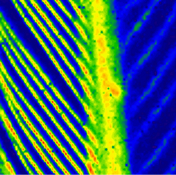 This image, which was created using the VESPERS XRF at the synchrotron, shows the distribution of zinc in a bird's feather. Photo: Canadian Light Source. 