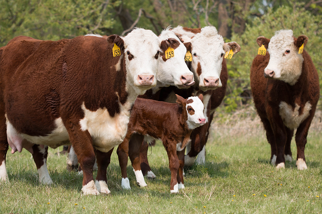 Calf mortality or infertility issues among beef cattle herds are common issues that prompt veterinarians to call the WCVM's Disease Investigation Unit for assistance. Photo: Caitlin Taylor. 