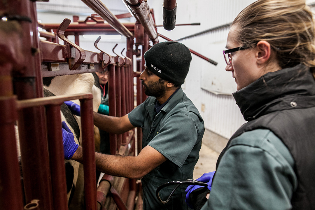 WCVM field service veterinarian Dr. Kamal Gabadage examines a dairy cow at Springwater Dairy near Ruthilda, Sask. Photo: Christina Weese. 