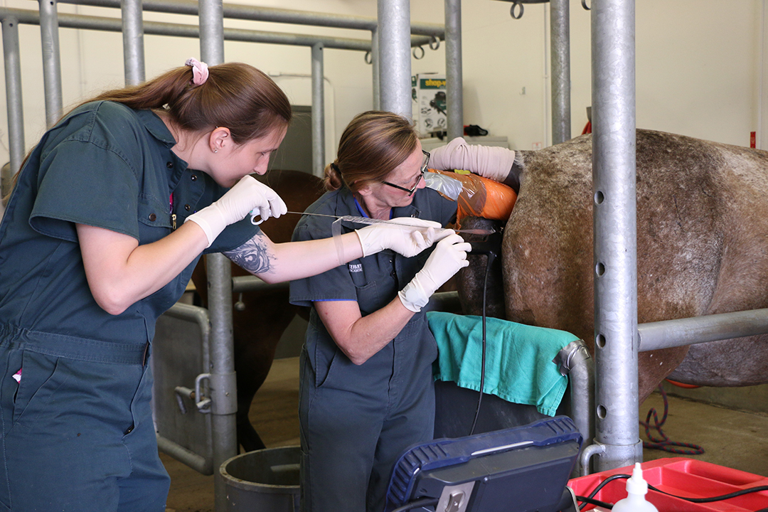 Veterinary student Ashlyn Ketterer (left) and WCVM researcher Dr. Claire Card work with one of the mares enrolled in the research team's study that focuses on maternal recognition of pregnancy. Photo: Rigel Smith. 
