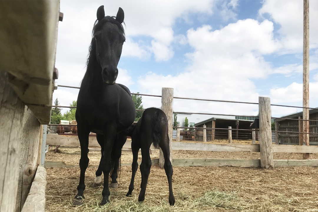 Dr. Claire Card: “Horses are probably quite distinct in the way that they recognize pregnancy, and mares probably have their own special things that they do. Photo: Ashlyn Ketterer.