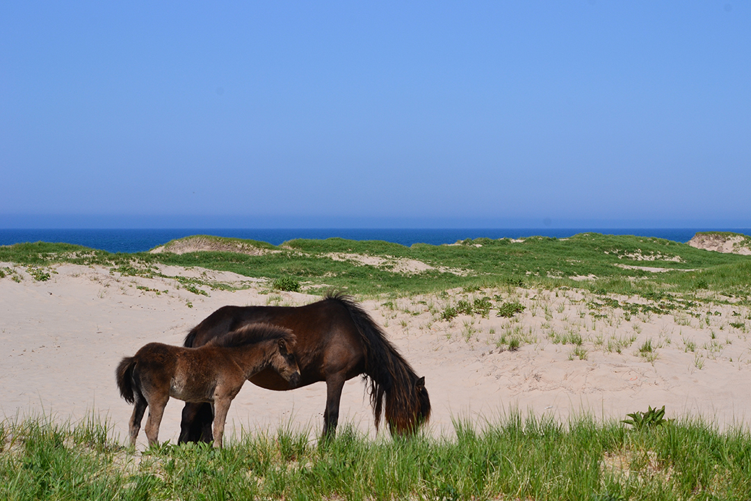 A mare and foal graze on Sable Island. Photo: Martha Smith.