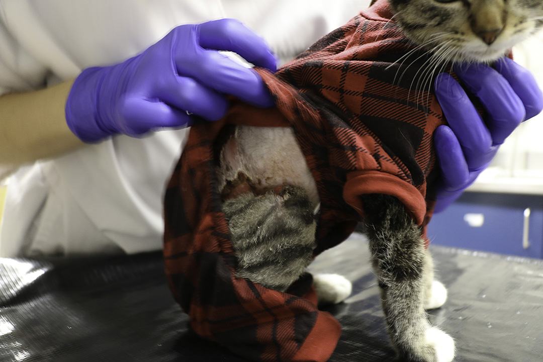 Before coming to the WCVM in December 2019, Lucky underwent two surgeries and had to have two toes amputated because of infection. Photo: Jeanette Neufeld.  