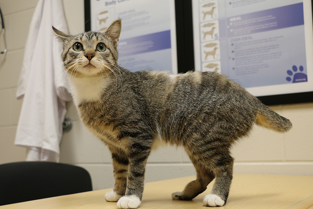 Lucky at the WCVM Veterinary Medical Centre in March 2020. Photo: Katie Brickman-Young. 