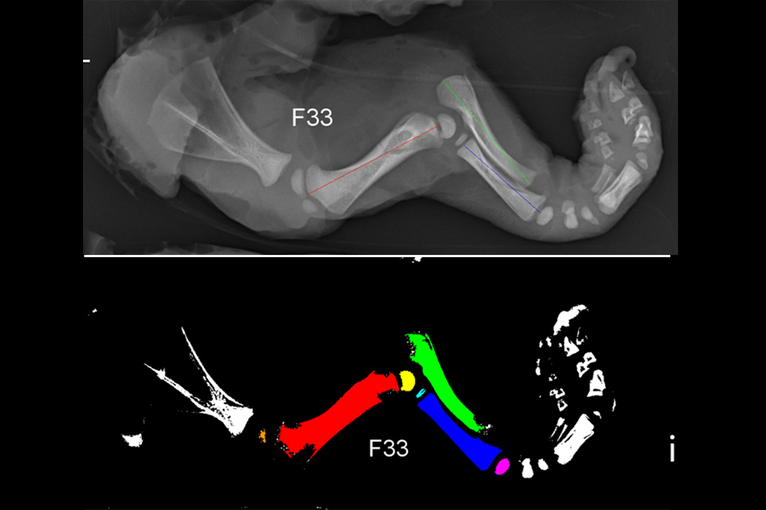 WCVM researchers are comparing skeletal growth in healthy fetal pigs to those that are infected with the virus. To make this comparison, they collect a series of measurements from the fetuses using photographs and X-rays of specific limbs. Supplied images.