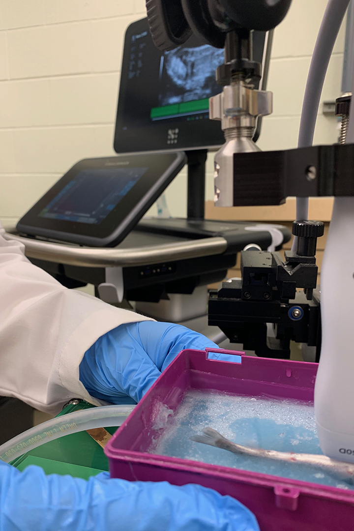 WCVM researchers used ultra-high resolution ultrasonography to distinguish normal versus abnormal cardiac function  in rainbow trout. Photo: Amy Taylor. 