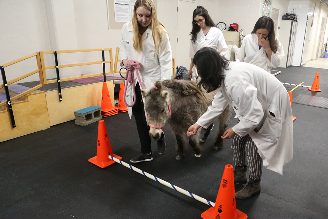 Kimchi's rehabilitation sessions included walking over cavalettis to help improve his range of motion.  Photo: Myrna MacDonald.