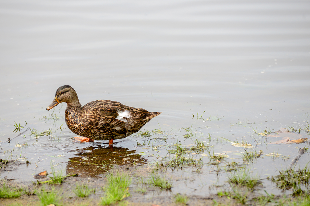 While the avian influenza virus doesn’t cause any symptoms in ducks, it’s deadly for domestic birds and can decimate entire flocks. Photo: Delaney Schofer. 