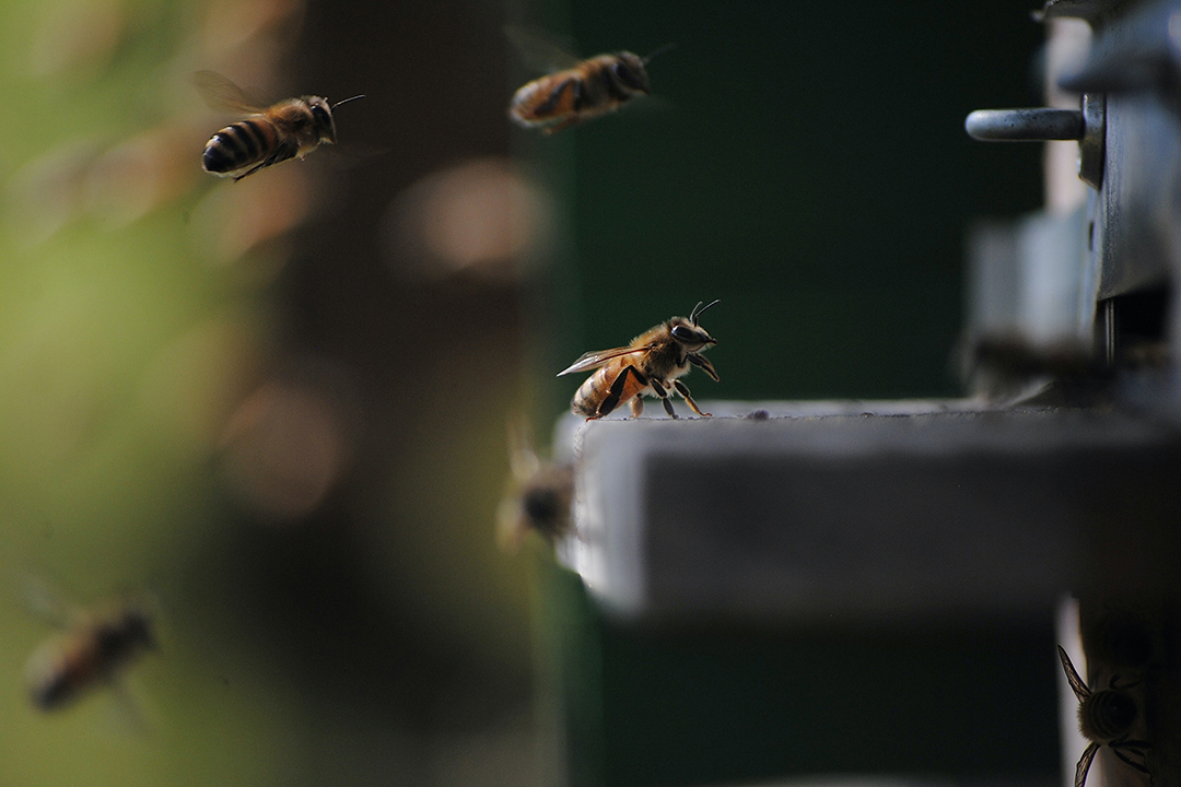 Graham Parsons: “Livestock like cattle usually stay inside a fence, but bees are foraging everywhere. Photo: iStock. 