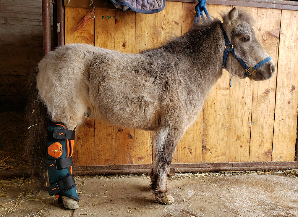 After eight months of recovery and rehabilitation, Jennifer Leier was able to bring Kimchi home in February 2020: “He’s got a little hitch in his step. But we have some therapy exercises to work on. Supplied photo. 