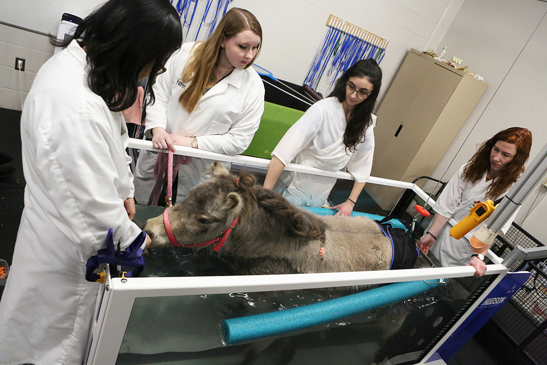 Kimchi takes a walk in the WCVM's aquatic treadmill as part of his rehabilitation. Photo: Myrna MacDonald.