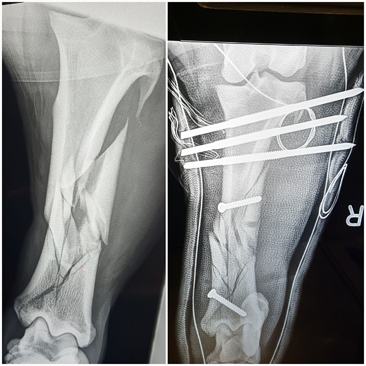 Radiographs show Kimchi's hind right leg before treatment (left) and after surgery (right). Supplied photo. 