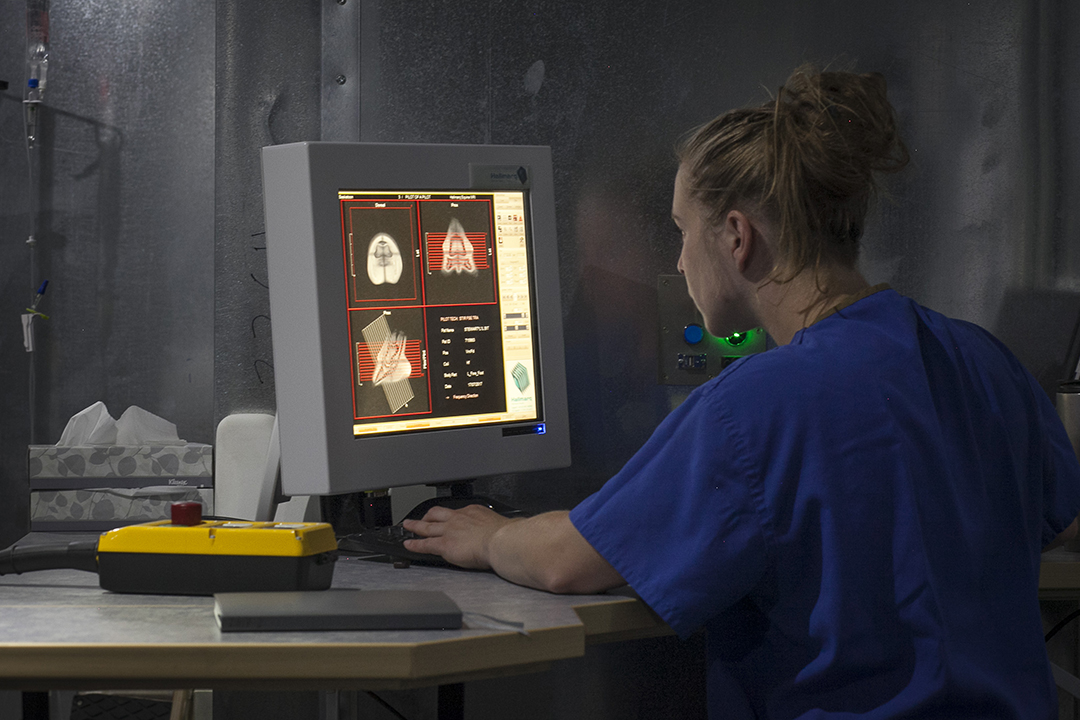 Dr. Angela MacKay checks over an equine patient's MRI scan during the diagnostic procedure. Photo: Christina Weese. 