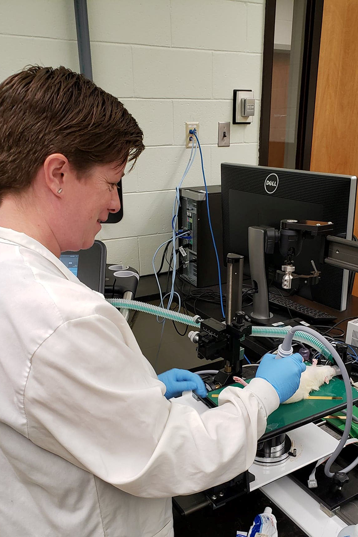 Summer research student Jude Morton conducts an ultrasound examination of a pregnant rat. Supplied photo. 