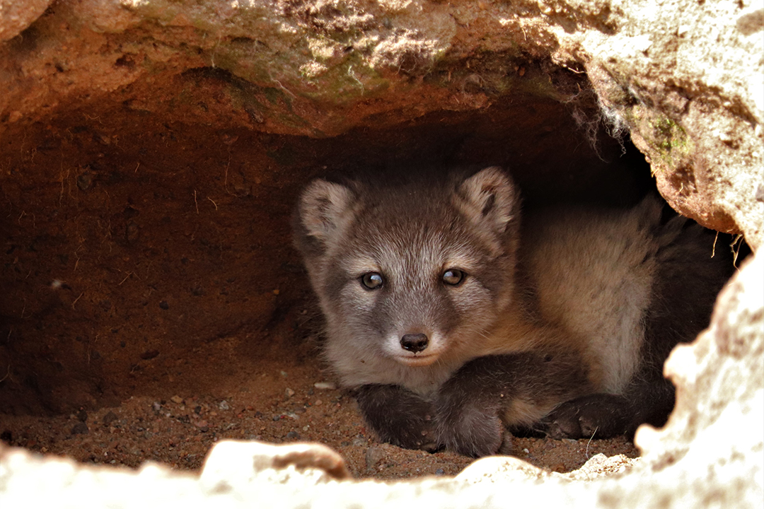 WCVM researchers are looking for antibodies in the blood of the foxes, particularly for tularemia, a zoonotic disease caused by the bacterium Francisella tularenis. Supplied photo. 