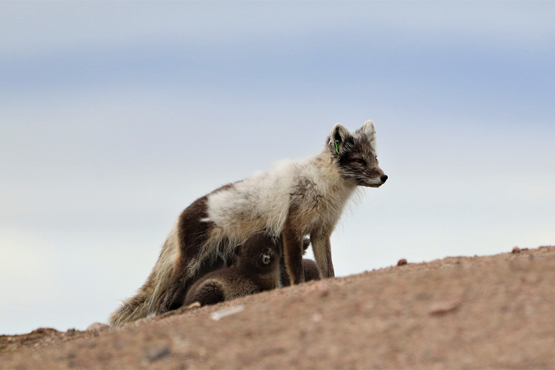 A female Arctic fox and her pups. Supplied photo. 