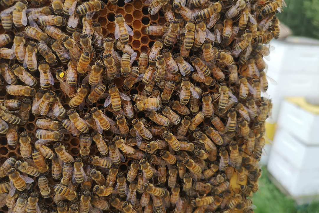 The WCVM's honey bee health research group maintains bee colonies that help scientists learn more about the insects' overall health and the impact of agricultural practices . Photo: Sarah Barnsley. 