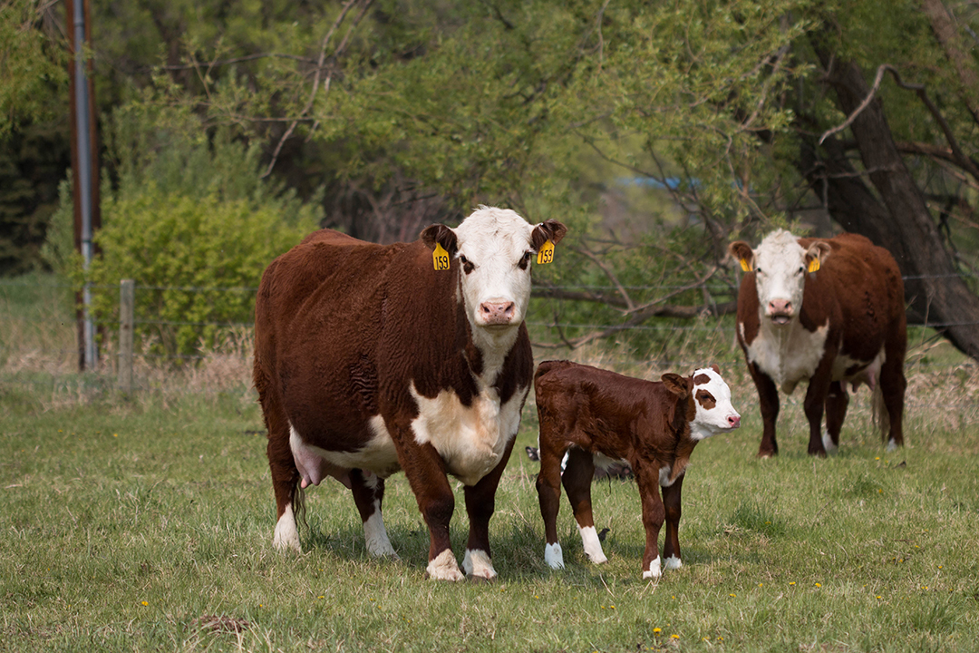WCVM researcher Dr. Cheryl Waldner and her team will examine recent changes to antimicrobial use and resistance in cow-calf operations. Photo: Caitlin Taylor.