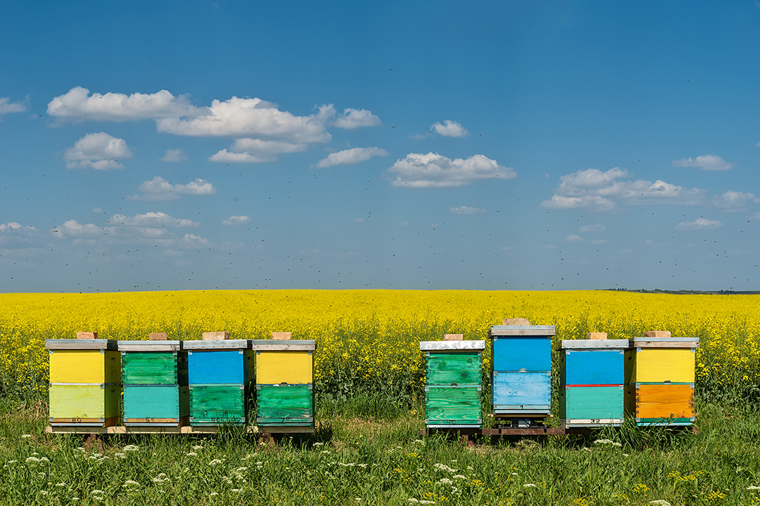 Honey Bee Health: A Backyard Perspective - Wcvm Today - Western College 