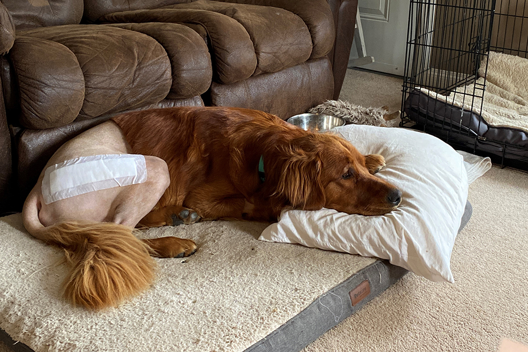 Bryan's surgery was successful and his recovery went well, thanks to Jenna Leibel's efforts to keep her dog quiet and well rested. Supplied photo. 