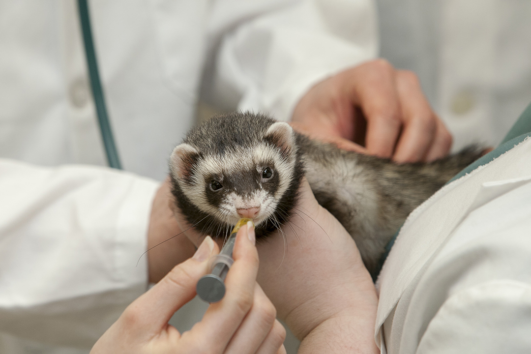 Understanding why some animals get infected with SARS-CoV-2 (like ferrets) and others do not could be the key to unlocking new treatments and therapies. Photo: Christina Weese. 
