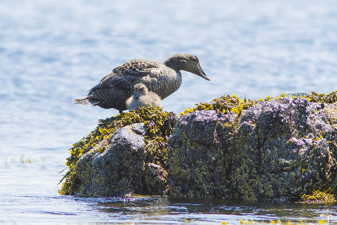 A common eider hen and duckling. Photo: iStock. 