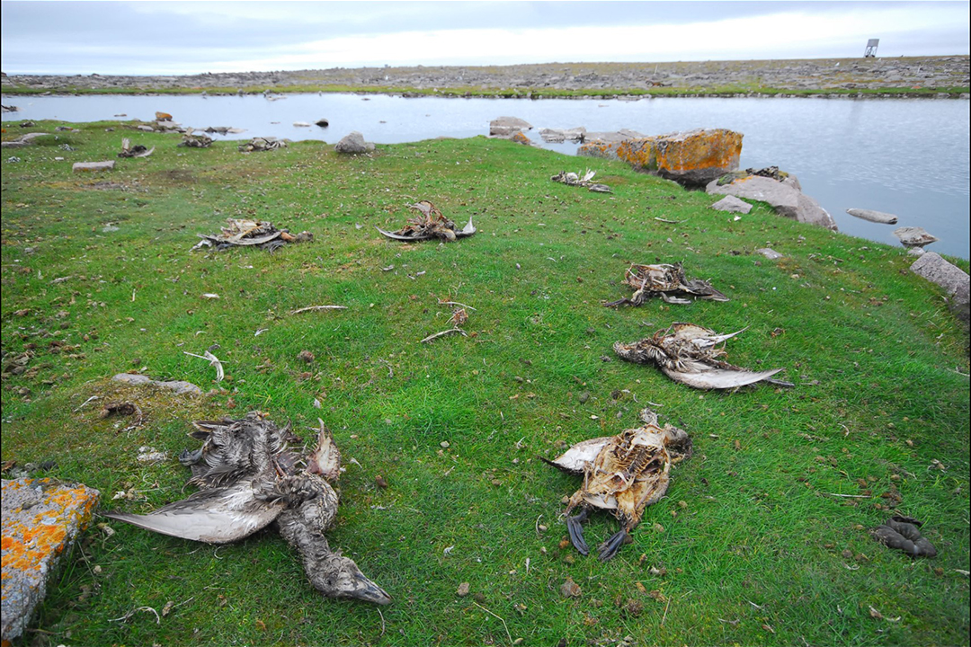The bodies of common eider ducks, victims of avian cholera, lie on Mitivik Island in Nunavut. Photo: Grant Gilchrist, ECCC. 