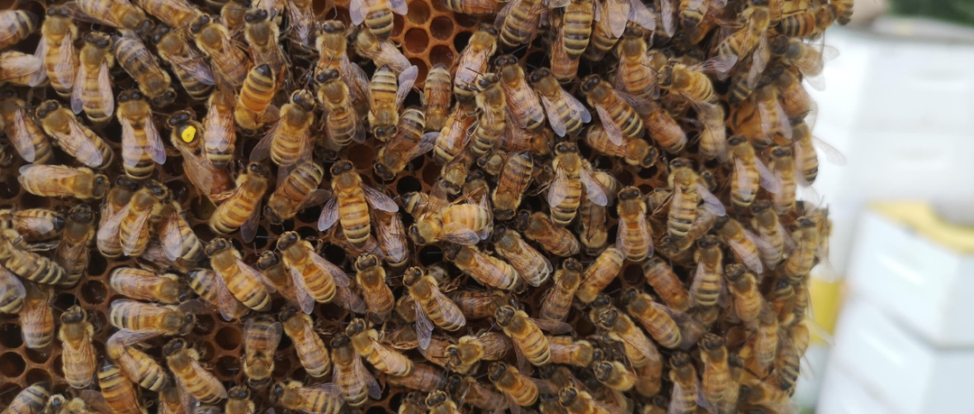 Beekeepers can reduce pollinator stress through supplementation and preventive disease treatment. Photo: Sarah Barnsley. 