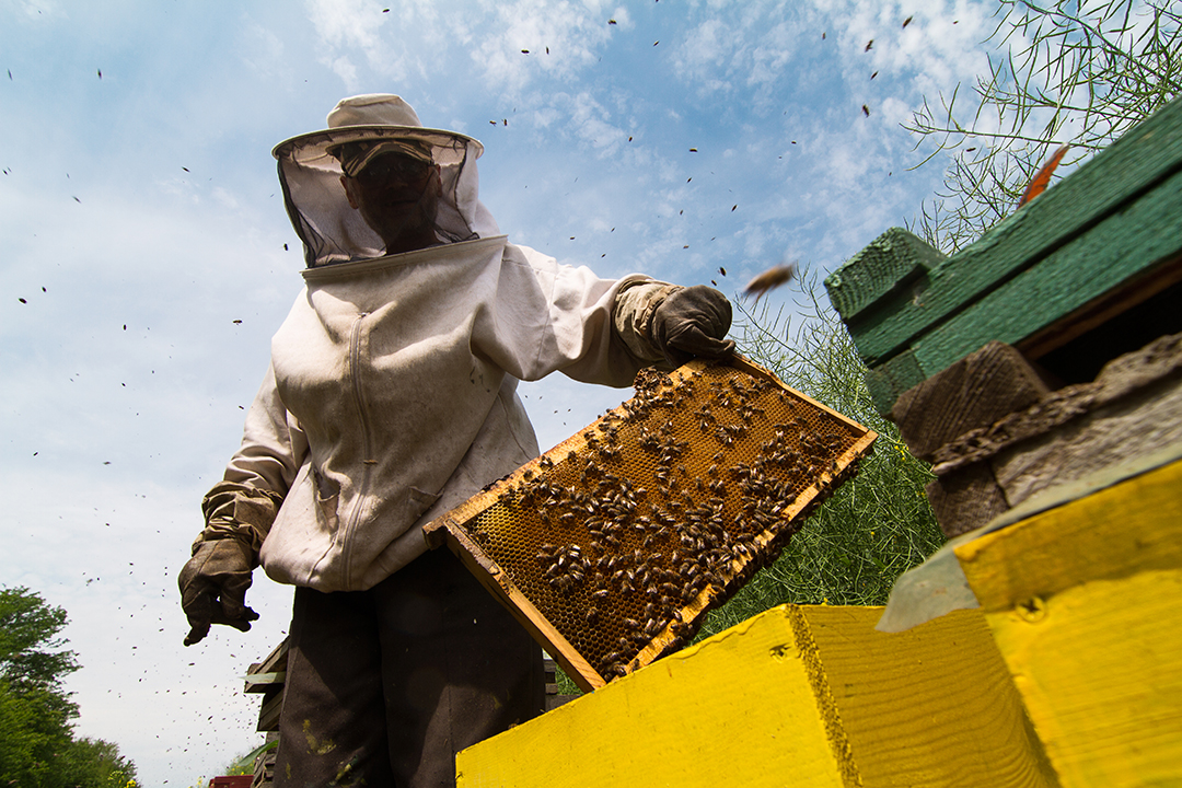 For honey bees, stress associated with habitat loss can leave them vulnerable to devastating diseases. iStockphoto.com