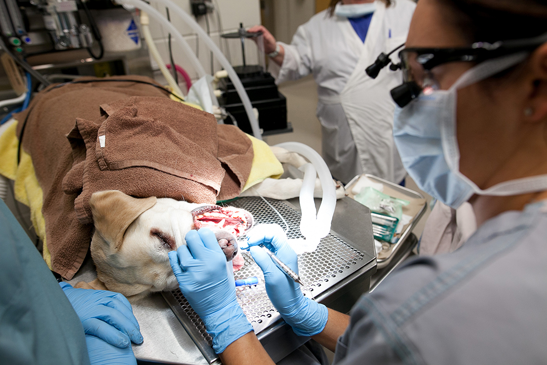 Dr. Candace Lowe works on an anesthetized canine patient in the WCVM's Nestlé Purina Dental Suite. Photo: Christina Weese. 