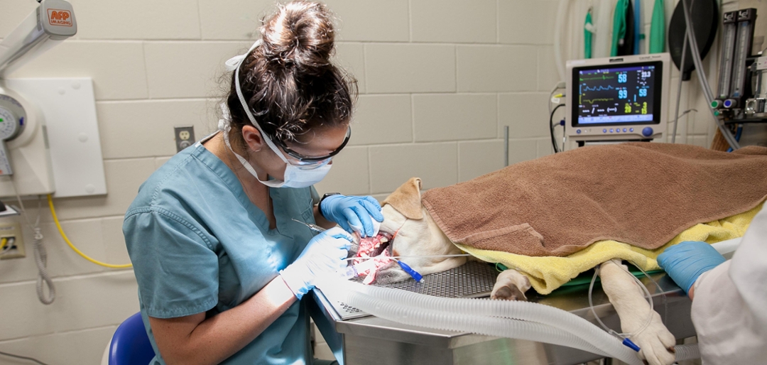 Veterinary dentist Dr. Candace Lowe: “Daily brushing is the gold standard in the hope you at least do it every other day. Photo: Christina Weese. 