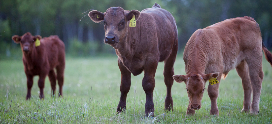 Several factors can influence a beef herd’s susceptibility to a Johne’s disease outbreak, including the extent of confinement during calving. As Waldner emphasizes, a one size fits all approach doesn't apply to beef herds. Photo: Christina Weese. 