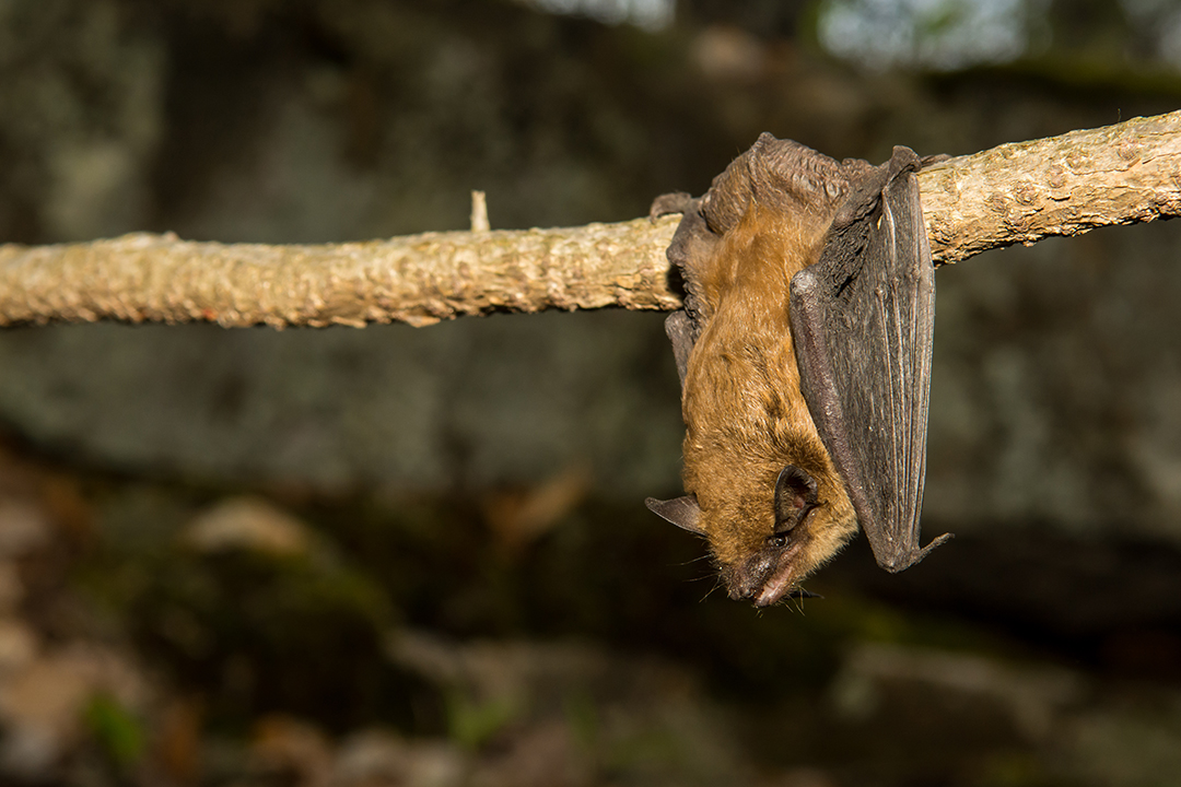 More than 600 big brown bats (species pictured above) are hibernating in an environmentally-controlled room at the university's Facility for Applied Avian Research. Photo: iStockphoto.com.