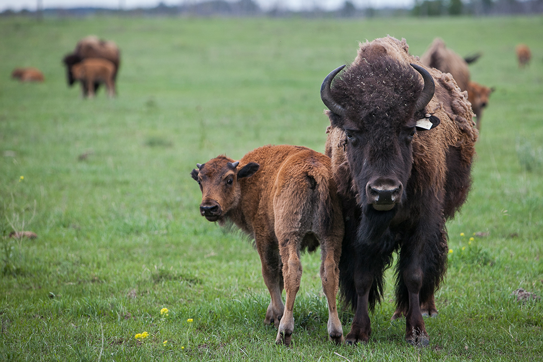 USask researchers will work with Indigenous communities to develop the world’s first bison genome biobank. Photo: Christina Weese.